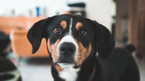 犬の気管支炎、症状や原因は？診断や治療、予防方法、注意する事は？