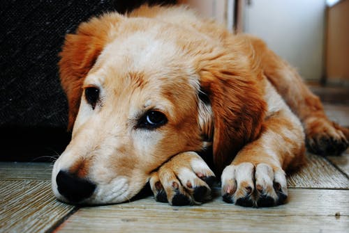 小型犬の「膝蓋骨脱臼（パテラ）」とは？原因や対処法を解説！