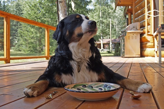 犬の早食い・丸呑みを改善、防止してゆっくり食べさせる方法