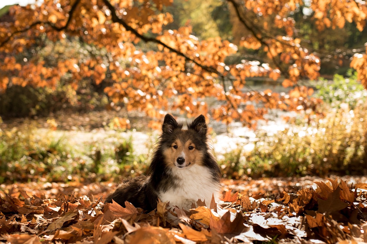 秋の生活は危険もいっぱい！愛犬の身を守るためにできること
