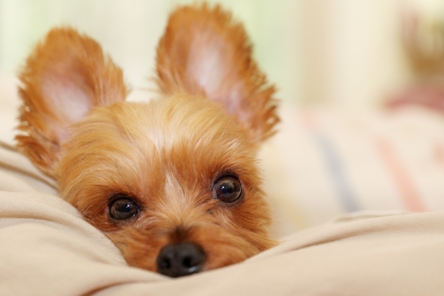 犬の外耳炎。症状や予防法、なりやすい犬種まで合わせてご紹介