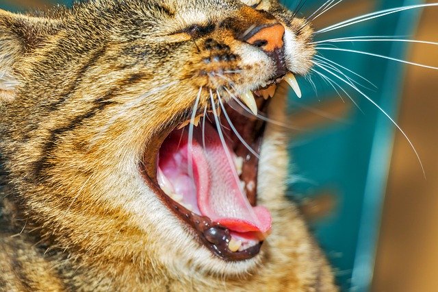 歯磨きは決定的に猫の寿命をのばす