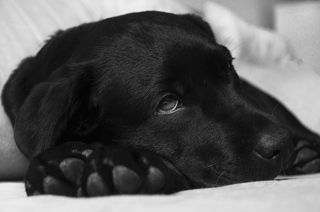犬の発熱　そのメカニズムと原因・治療