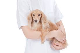 犬と猫の緑内障に対する緊急処置