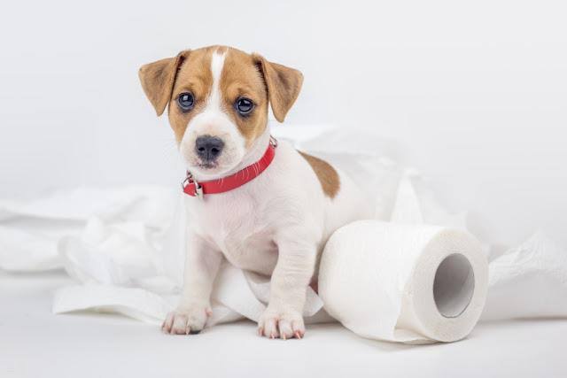 犬に乳酸菌をあげるといい効果とは？？