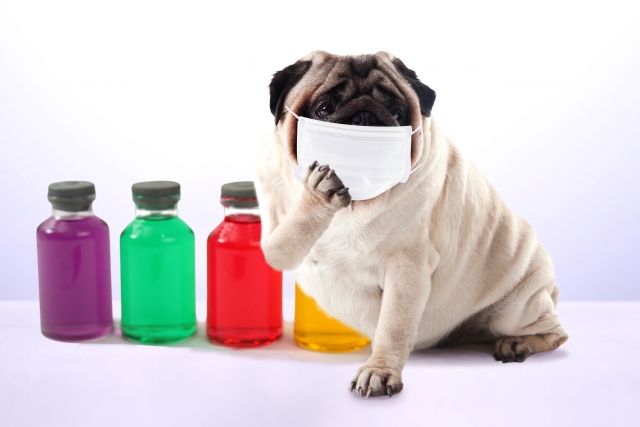 新型コロナウイルスは犬や猫にも感染するのか？注意すべき点は？