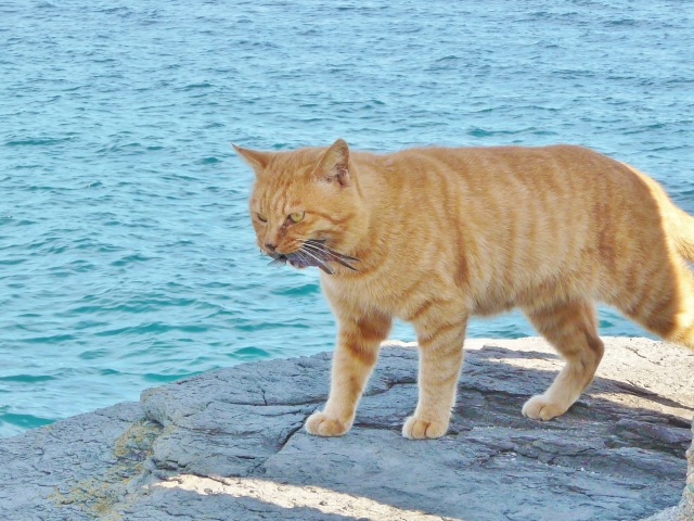 水が苦手な猫が魚好きな理由はなぜ？理由は日本のルーツにあった！
