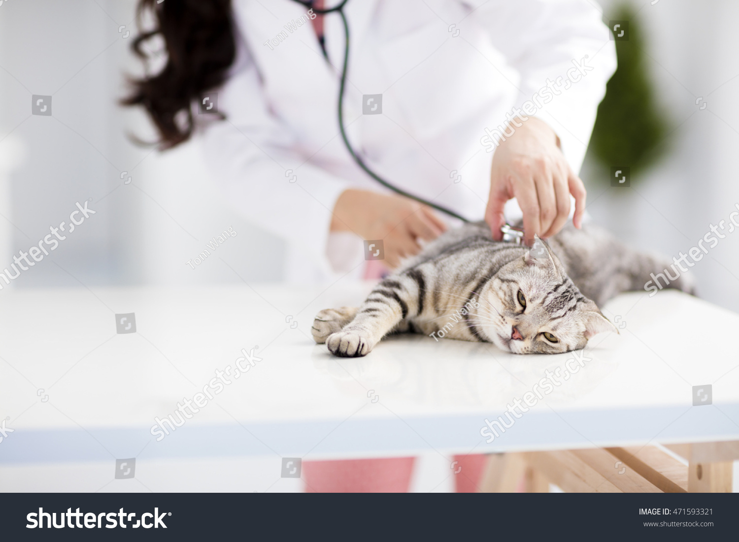 猫の食事療法食（腎不全・尿石症）