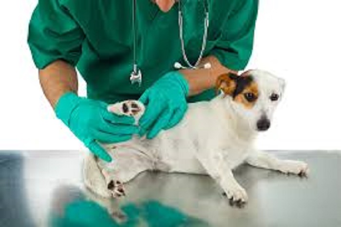 犬の若年性蜂窩織炎って？症状、治療について詳しく解説します！