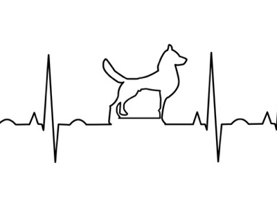 犬の肺高血圧症って何？どんな病気なのかを解説‼