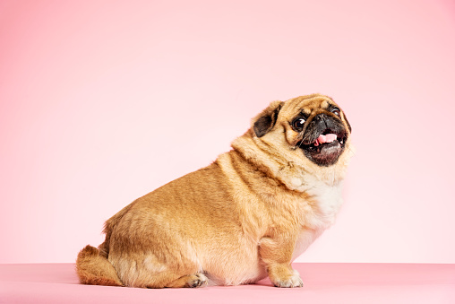 犬の肥満とは?!知らないと危ない！減量するにはどうしたらいい?
