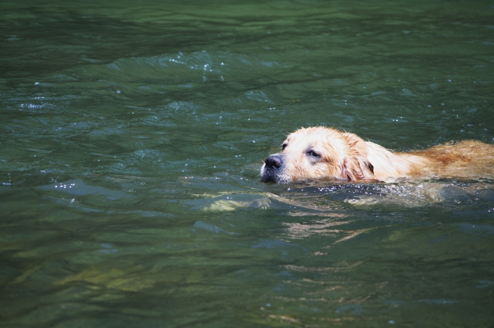 愛犬との水場での遊びで注意したい4つのポイント