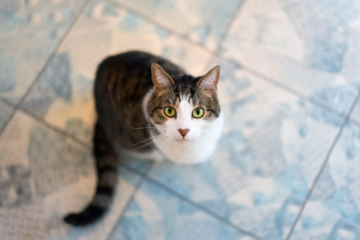 猫で注意したい猫汎白血球減少症って何？
