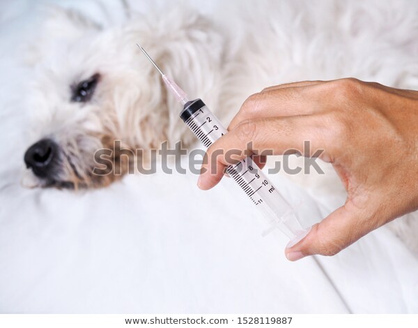 犬のワクチンの必要性、狂犬病の国内発症（人）を受けて