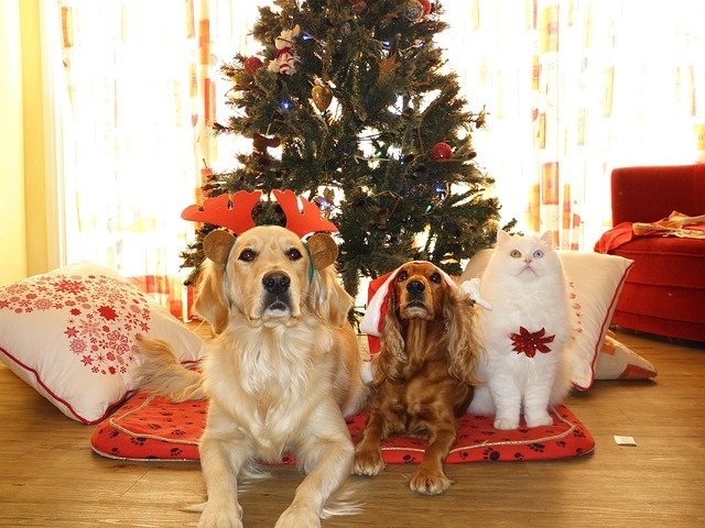 犬と過ごすクリスマス！犬も食べられるおすすめレシピ紹介