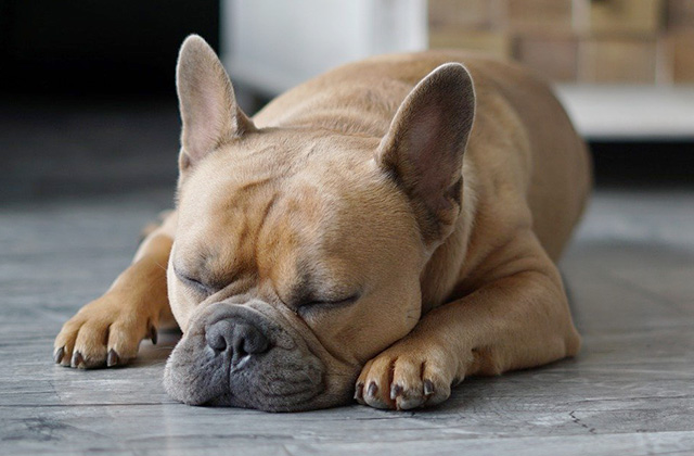 犬はなぜいびきをかくのか？　いびきをかきやすい犬種と原因を解説！