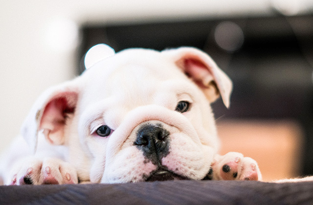 犬はなぜいびきをかくのか？　いびきをかきやすい犬種と原因を解説！