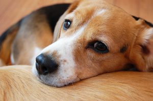 犬の炎症性腸疾患って何？「慢性嘔吐や下痢を引き起こす」