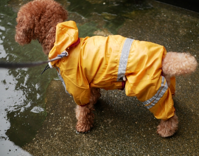 雨や雪でも楽しくお散歩を！犬用レインコートの活用法