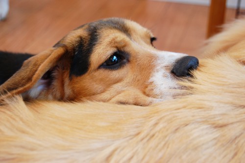 犬の蛋白漏出性腸症って何？厄介な消化器疾患を解説！