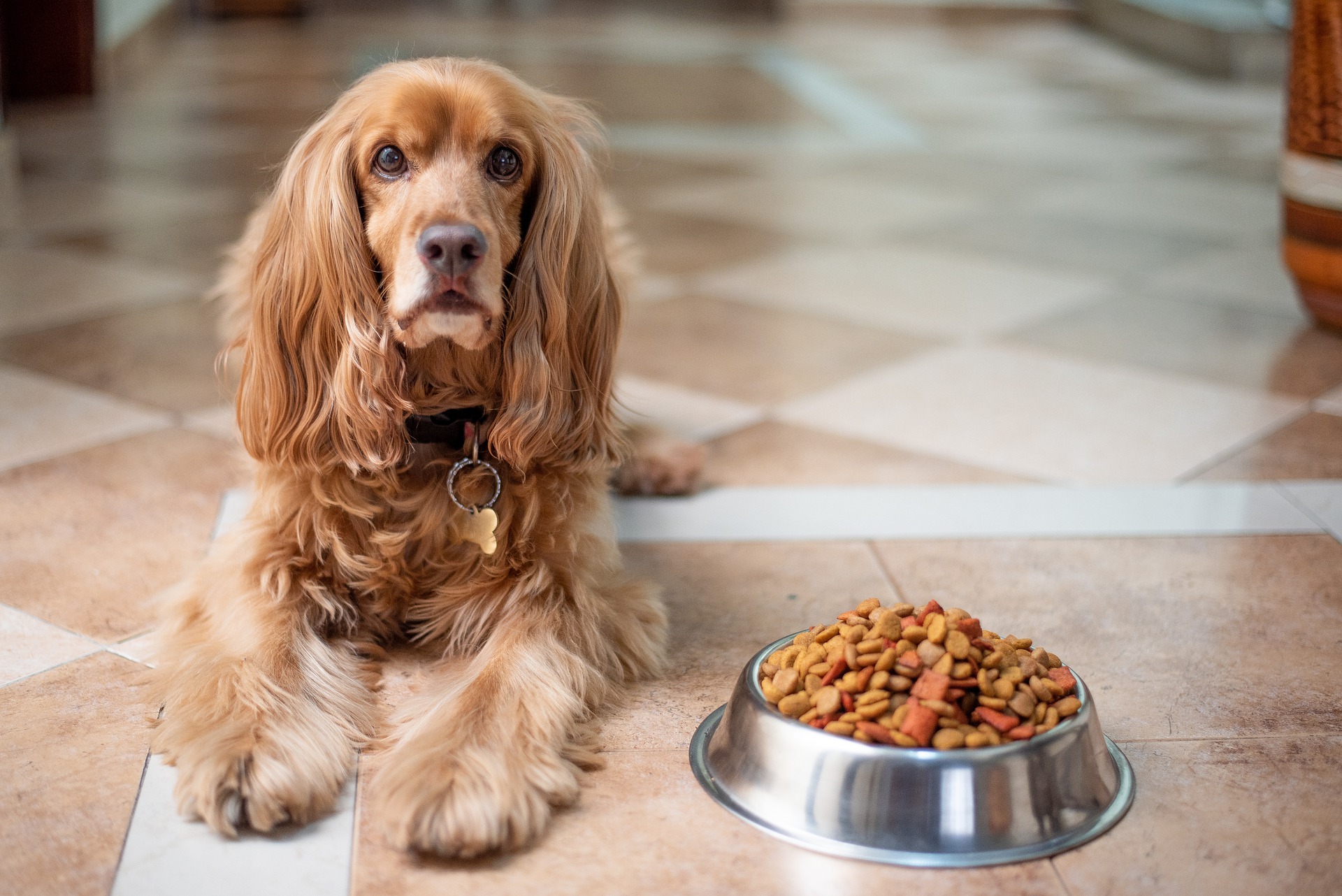 愛犬のためにできる「食物アレルギー」の予防と対策