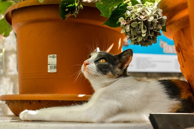 猫のいる部屋で植物を育てる方法は？植物の置き方など紹介