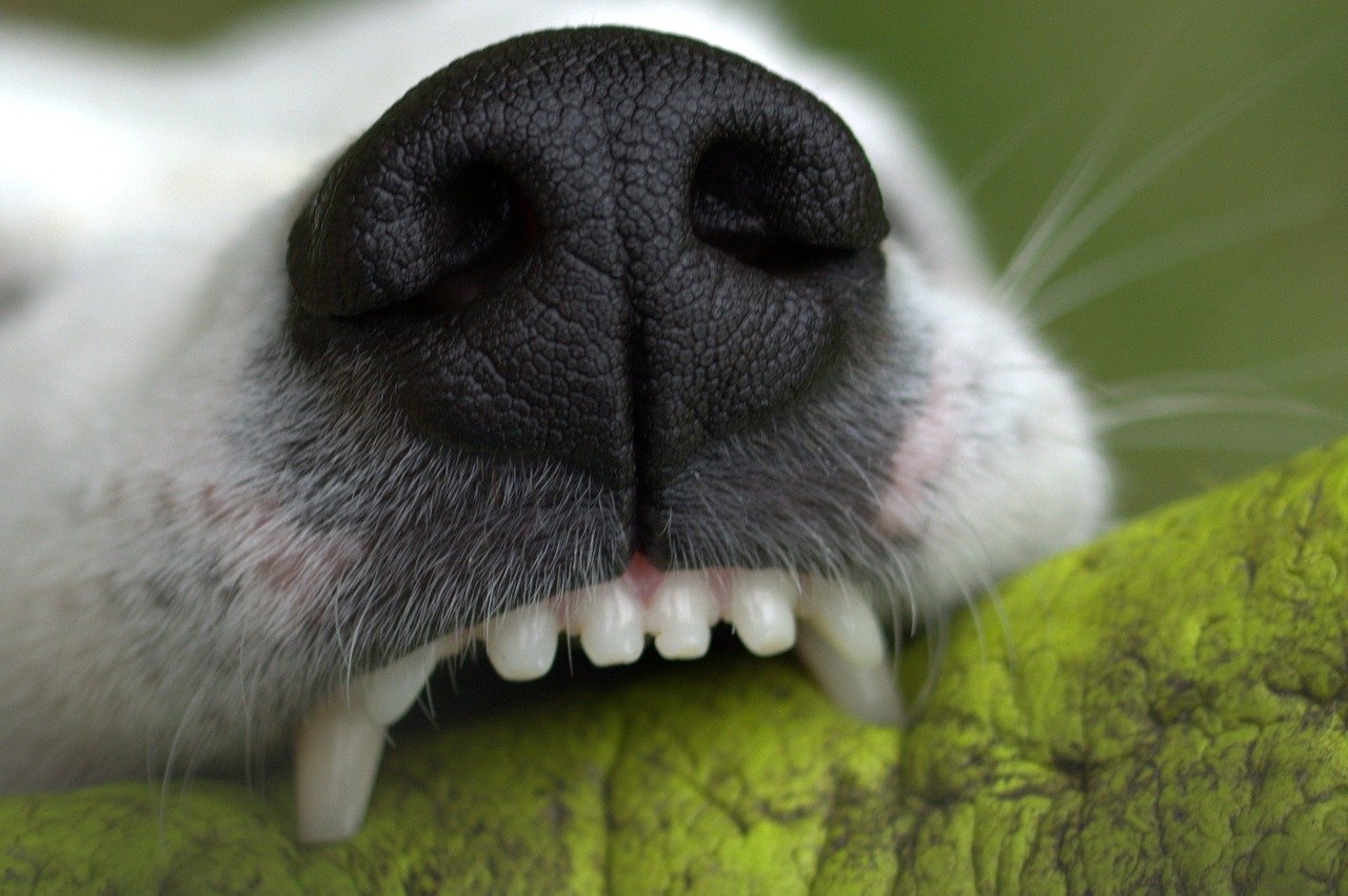 犬の体臭が気になる？腸内環境と体臭の関係性と臭い対策
