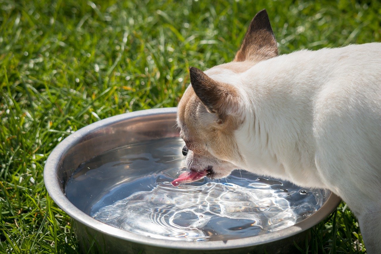 犬の飲み水に注意？硬水と軟水ならどっちをあげたほうが良いのか