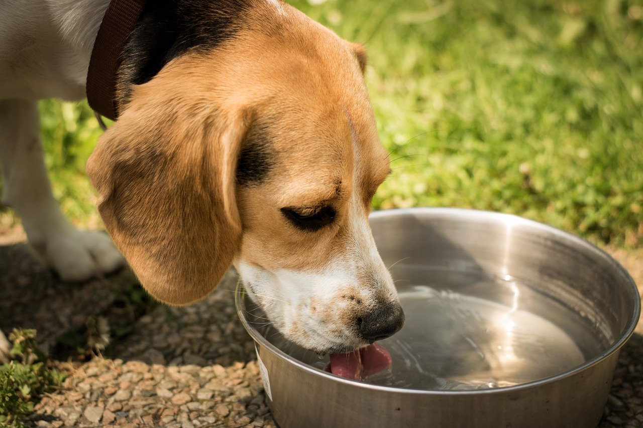 犬の飲み水に注意？硬水と軟水ならどっちをあげたほうが良いのか