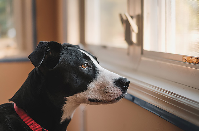 犬が窓から外を見ている理由は？　通行人に吠えてしまうときの対策法