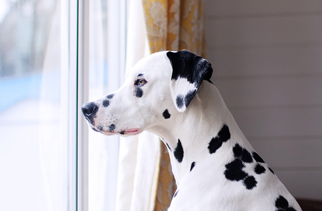 犬が窓から外を見ている理由は？　通行人に吠えてしまうときの対策法