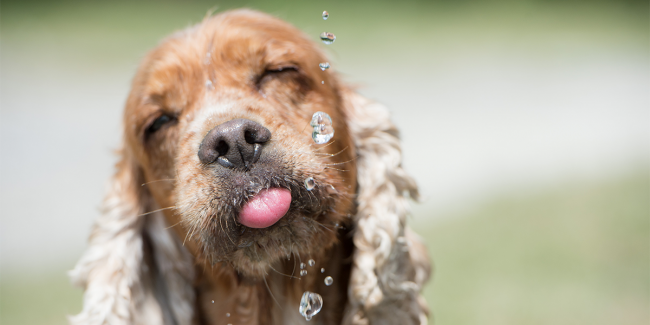 犬が１日に必要な水分量は?飲みすぎや飲まないときに考えられる原因