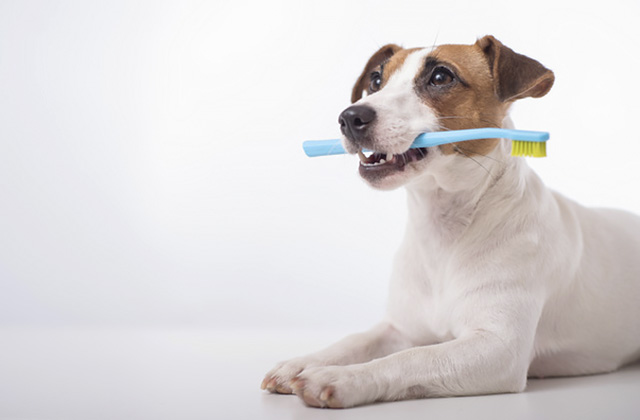 犬が歯磨きをするメリットは何？　愛犬が歯磨きを嫌がるときの対策法