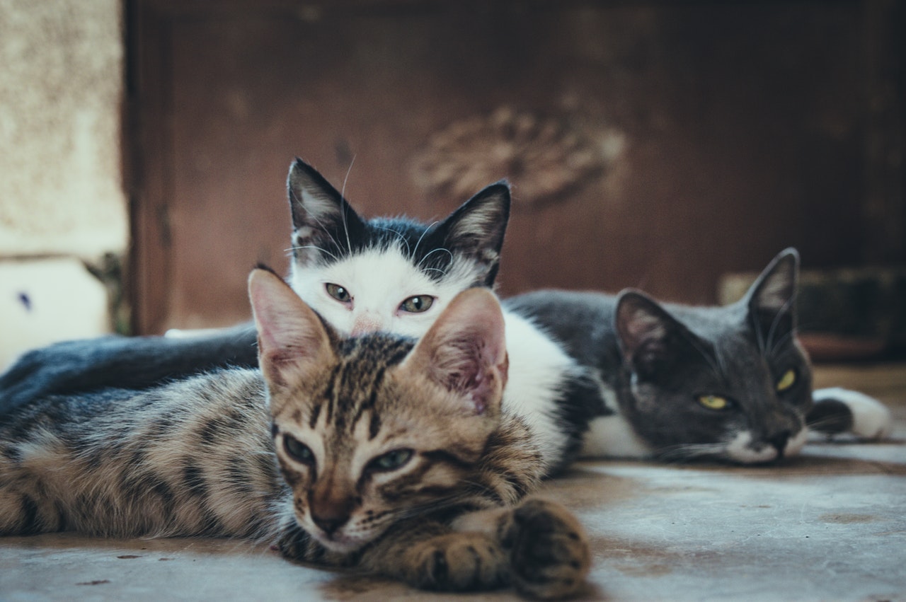 猫の複数飼育にむけて！先住猫と新しい猫の顔合わせの仕方を解説。