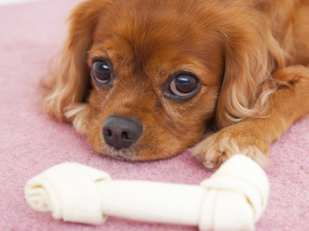 犬の「骨や関節のトラブル」多い症状や病気、原因や対策について
